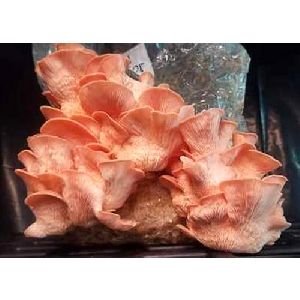 Pink Oyster Mushroom