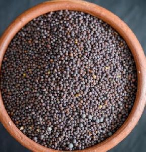 Mustard Seeds