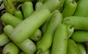 Fresh Bottle Gourd