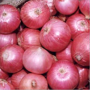 Fresh Onion