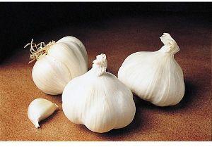 Garlic Bulb