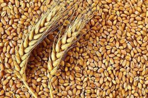 Organic Wheat grains