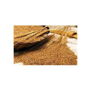 Whole Wheat Grains