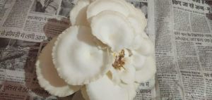 Fresh Oyster Mushroom