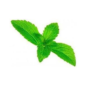 Fresh Stevia Leaves