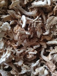 Dry Oyster Mushroom