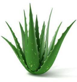 Fresh Aloe Vera Leaves