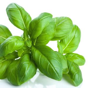 Fresh Basil Leaves