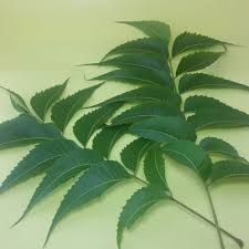 Fresh Neem Leaves