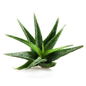 Green Aloe Vera Leaves