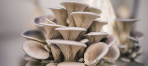 Natural Fresh Oyster Mushroom