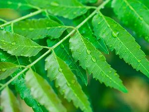 Natural Neem Leaves