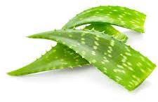 Organic Aloe Vera Leaves