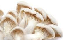 Organic Fresh Oyster Mushroom