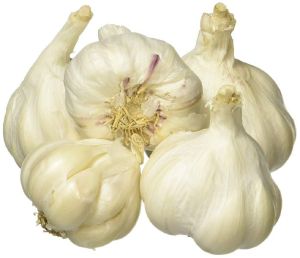 Fresh Organic Garlic