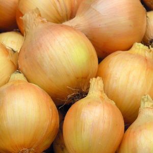 Fresh Yellow Onion