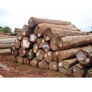 Stacked Tree Wood Logs