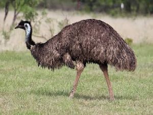 Emu Birds .
