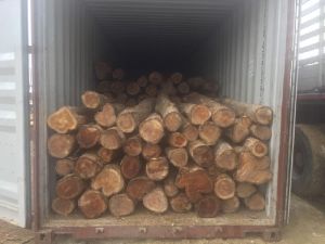 Teak Wood Logs