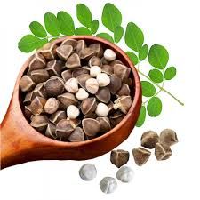 Moringa Seeds