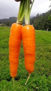 Carrot