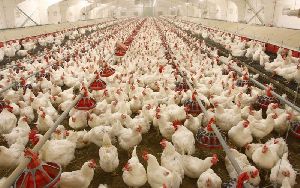 poultry farming service