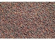 Natural Mustard Seeds