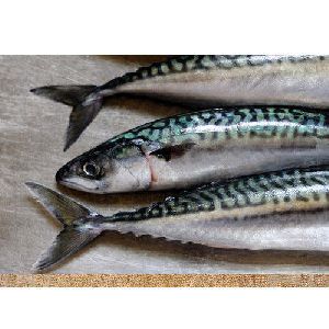 Mackerel Fish