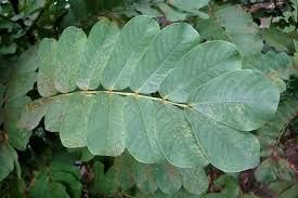 Cassia Alata Leaves