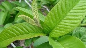 guava leaves