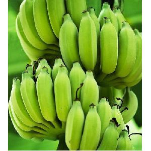 Fresh Green Banana