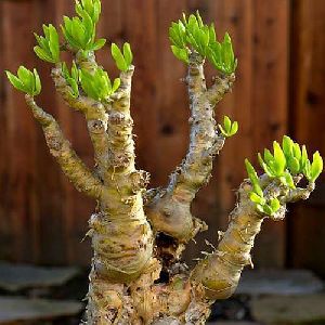 Bonsai Plants