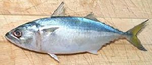 Indian Mackerel Fish