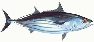 Skipjack Tuna Fish