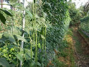 Vegetable Creeper