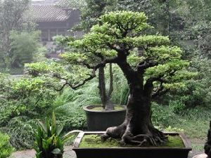 Bonsai Plants