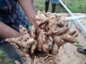 Fresh Ginger