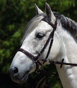 Leather Bridles