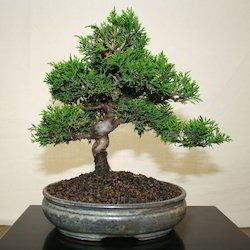 Bonsai Plants