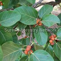 Ficus Plants