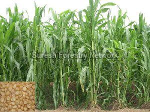 fodder grass seeds