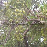 Fruit tree species