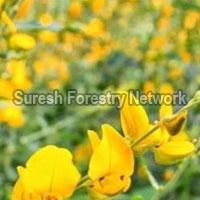 Green Manure Plants