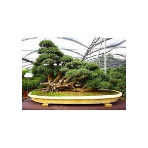 Bonsai Plants