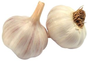 natural garlic