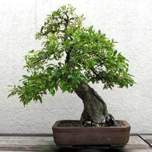 Bonsai Plant