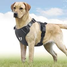 Dog Harness