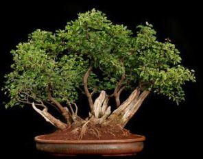 Bonsai Plants