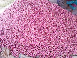 Fresh Sambar Onion