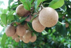 Fresh Sapota (Chikoo)